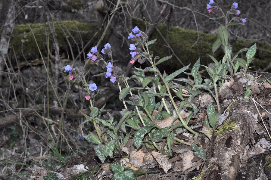 Pulmonaria hirta. Il nome generico deriva dalle macchie bianche sulle foglie che somigliano a quelle di un polmone malato